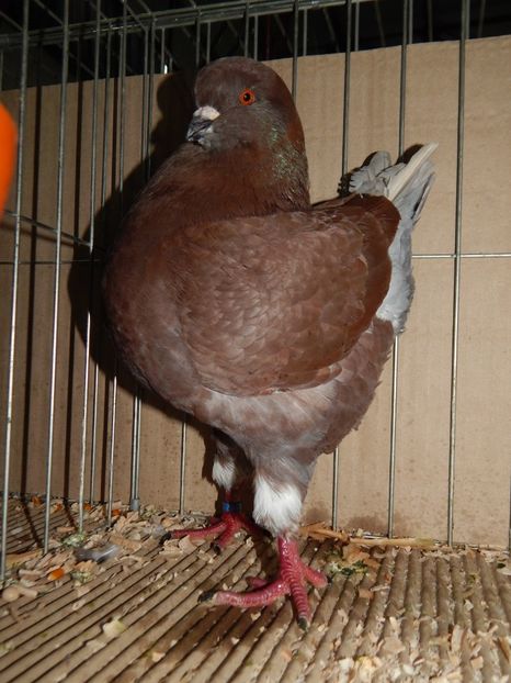  - King Club Romania 2019