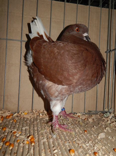  - King Club Romania 2019