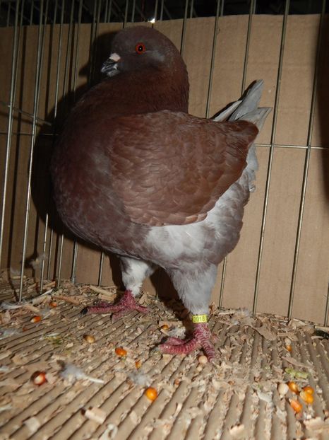  - King Club Romania 2019