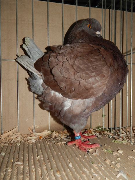  - King Club Romania 2019