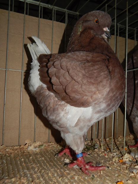  - King Club Romania 2019