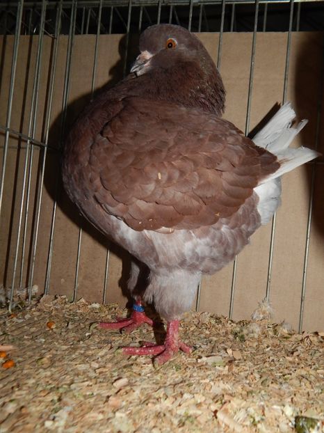  - King Club Romania 2019