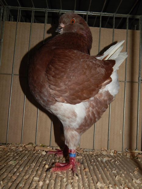  - King Club Romania 2019