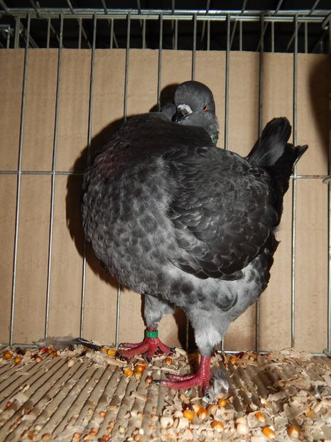  - King Club Romania 2019