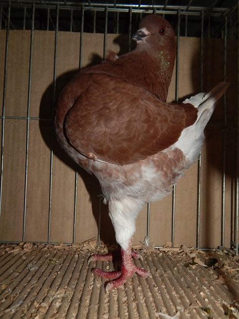  - King Club Romania 2019