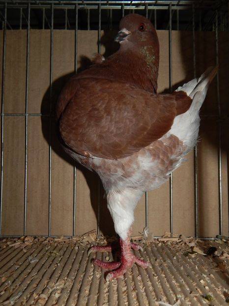  - King Club Romania 2019