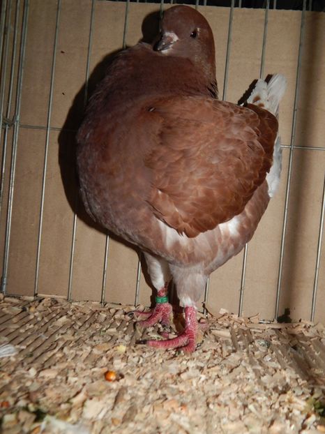  - King Club Romania 2019