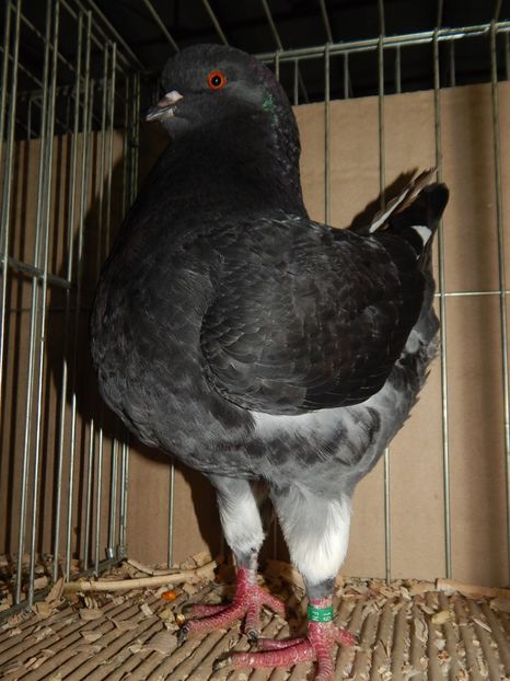  - King Club Romania 2019