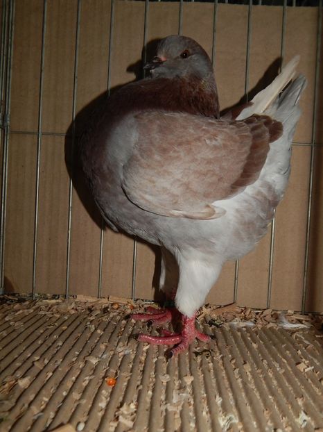  - King Club Romania 2019