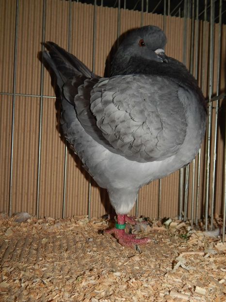  - King Club Romania 2019