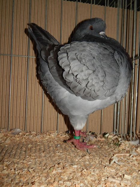  - King Club Romania 2019