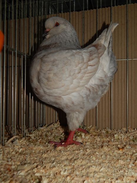  - King Club Romania 2019