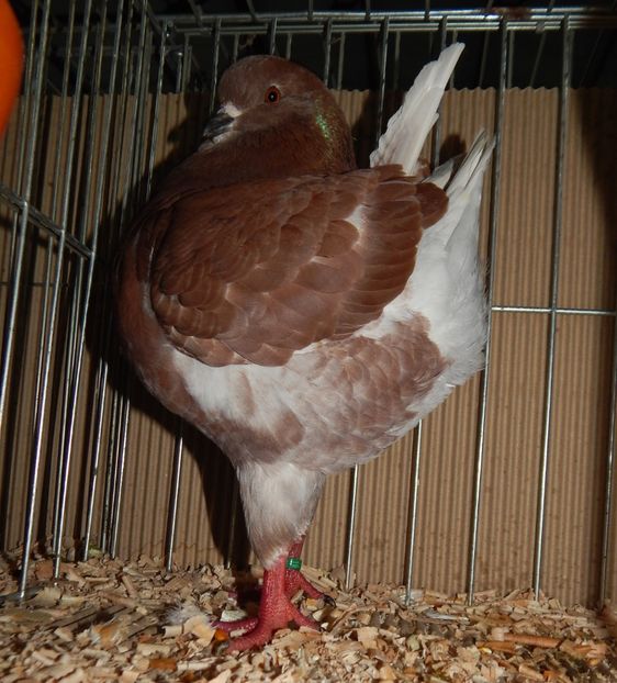  - King Club Romania 2019