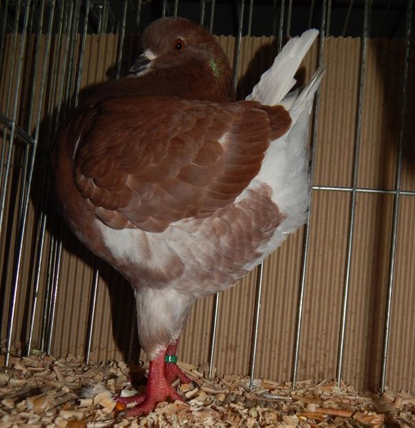  - King Club Romania 2019