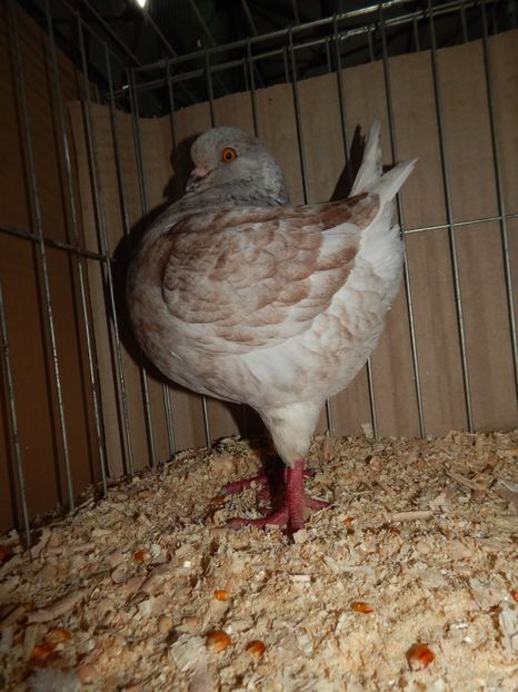  - King Club Romania 2019