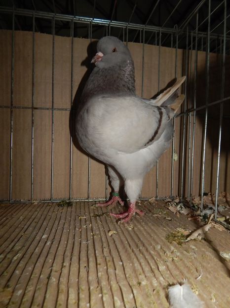  - King Club Romania 2019