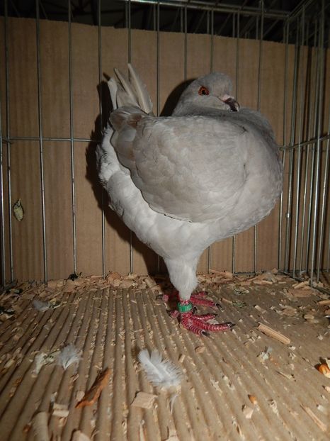  - King Club Romania 2019