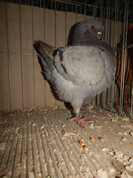  - King Club Romania 2019