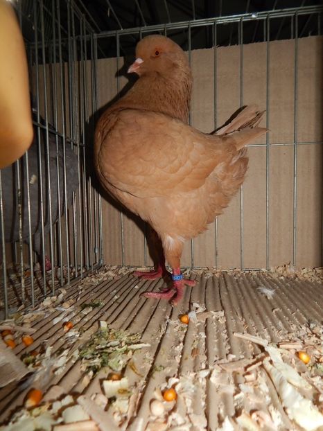  - King Club Romania 2019