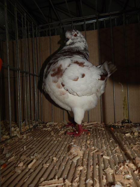  - King Club Romania 2019