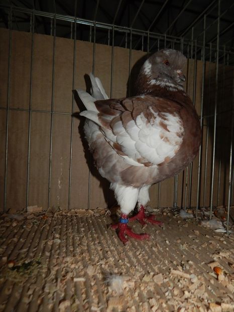  - King Club Romania 2019