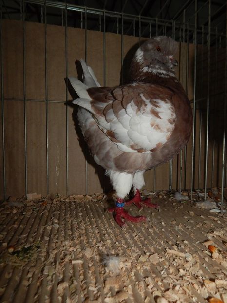  - King Club Romania 2019