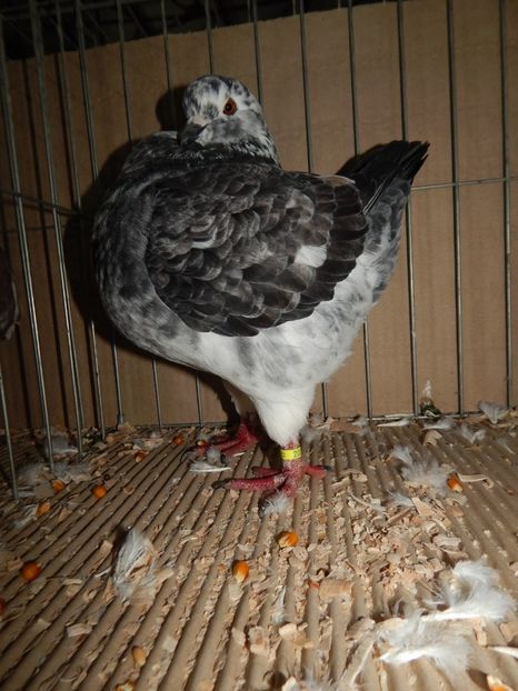  - King Club Romania 2019