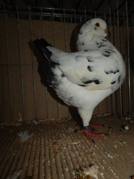  - King Club Romania 2019