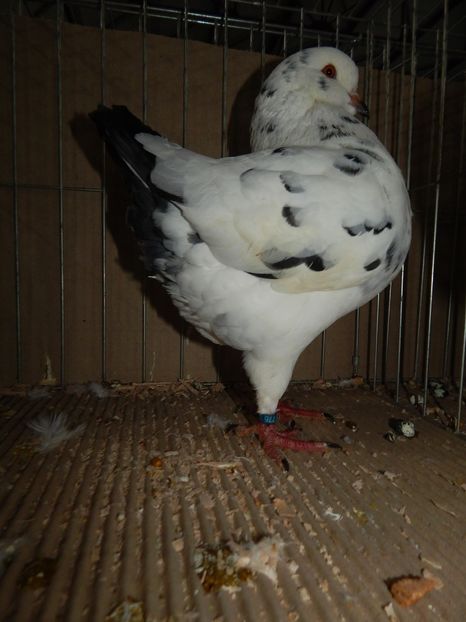  - King Club Romania 2019