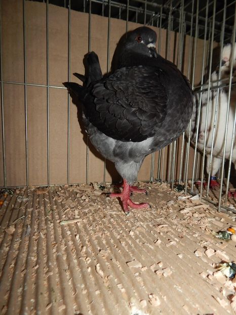  - King Club Romania 2019