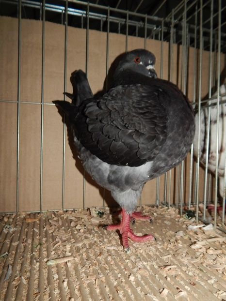  - King Club Romania 2019