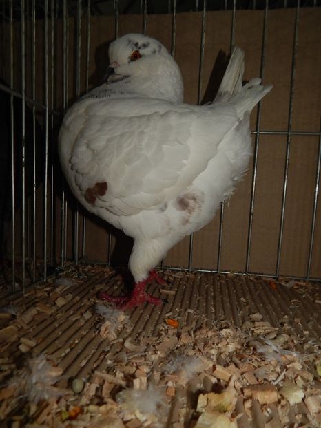  - King Club Romania 2019