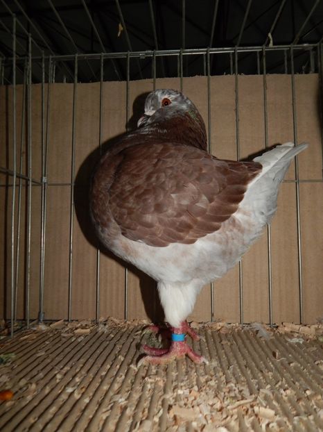  - King Club Romania 2019