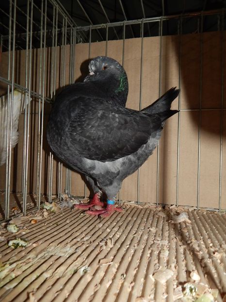  - King Club Romania 2019