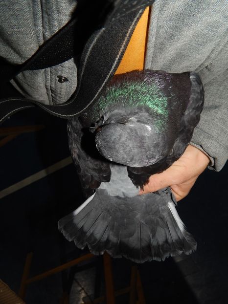  - King Club Romania 2019