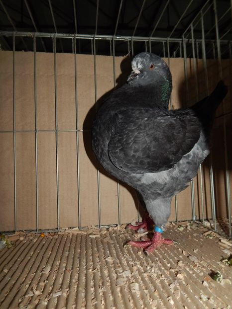  - King Club Romania 2019