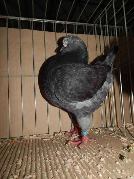  - King Club Romania 2019