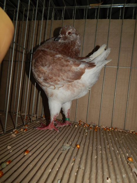  - King Club Romania 2019