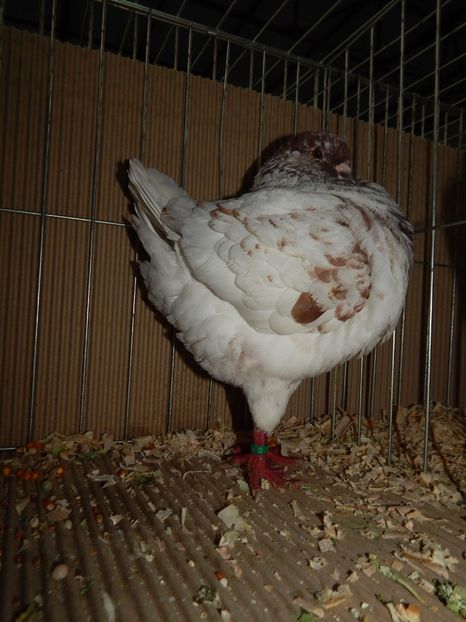  - King Club Romania 2019