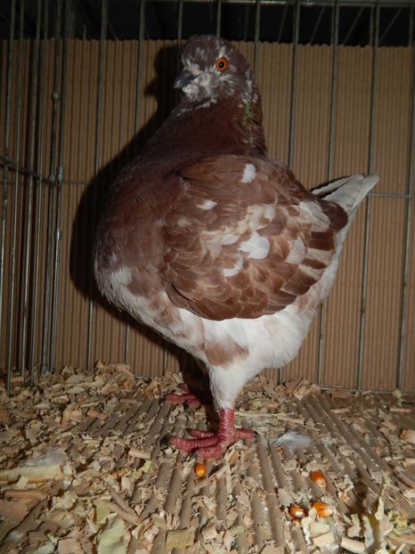  - King Club Romania 2019