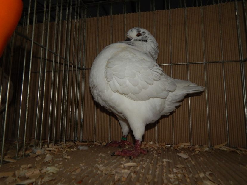  - King Club Romania 2019