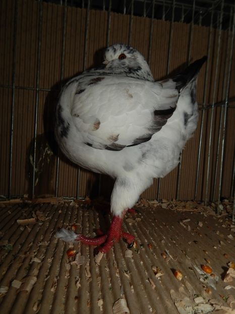  - King Club Romania 2019