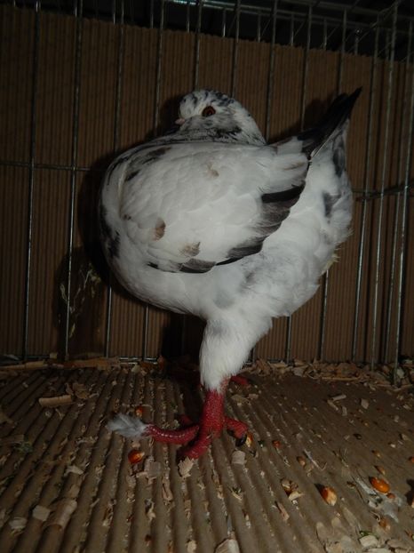  - King Club Romania 2019