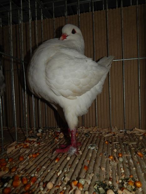  - King Club Romania 2019