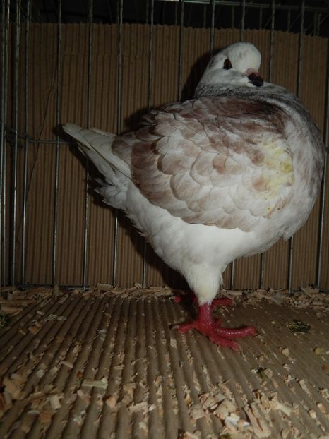  - King Club Romania 2019