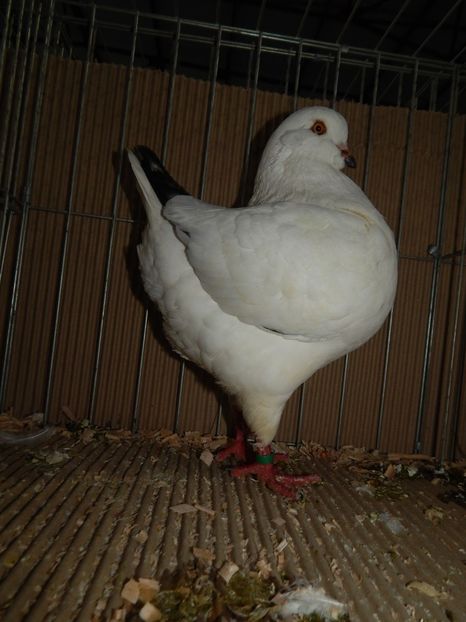  - King Club Romania 2019