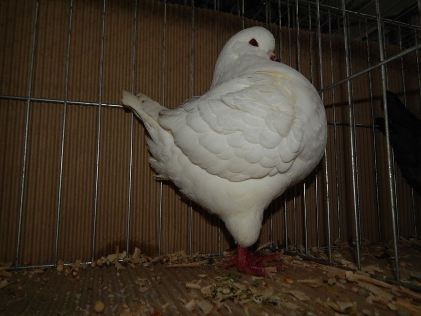  - King Club Romania 2019