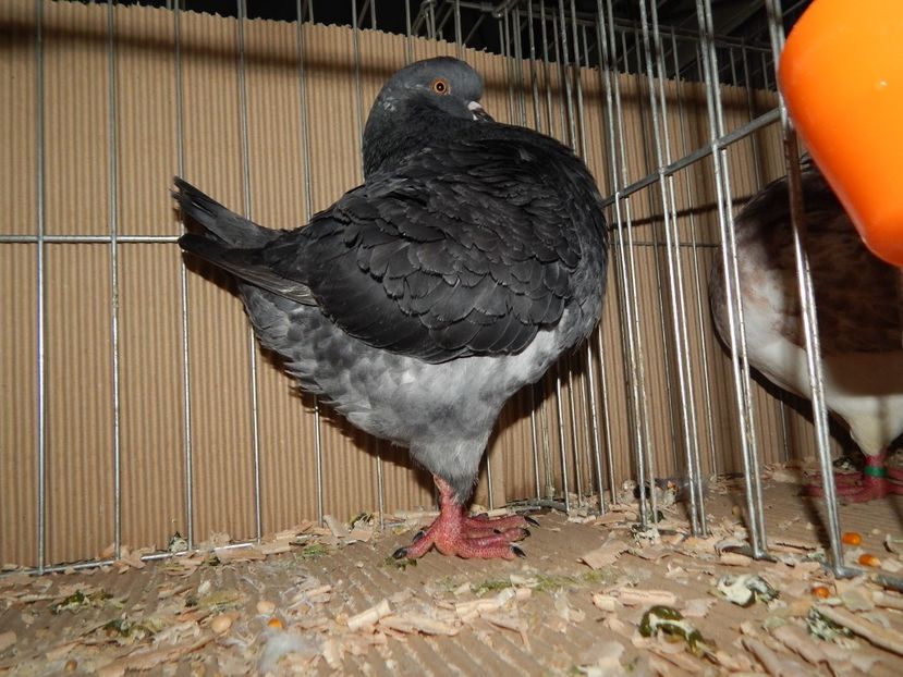  - King Club Romania 2019