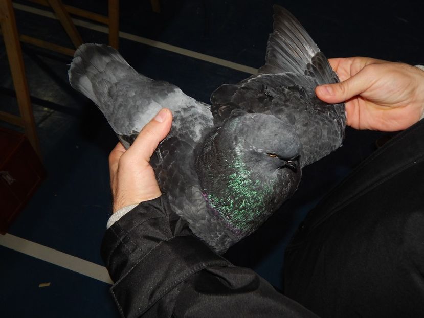  - King Club Romania 2019