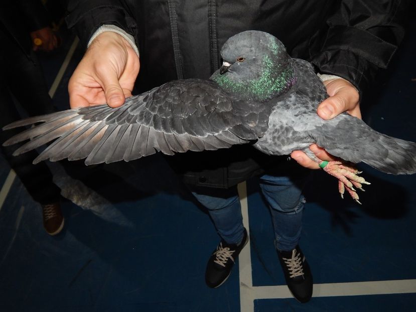  - King Club Romania 2019